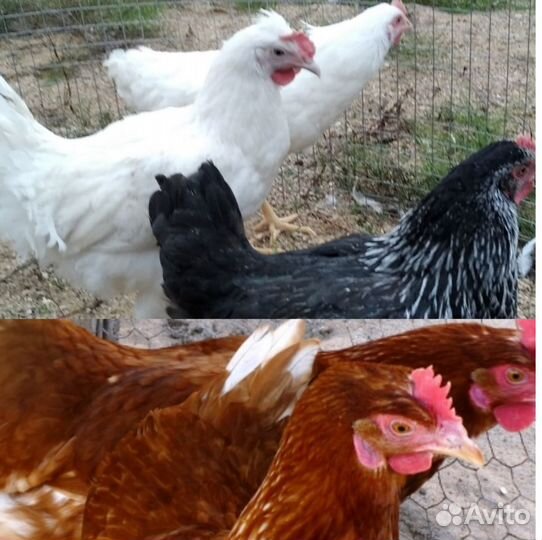 Куры несушки.Цыплята бройлеры/от суточных до мяса