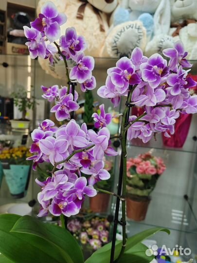 Орхидея фаленопсис