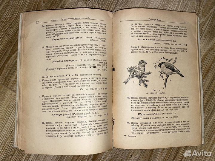 А. Промптов / Птицы в природе