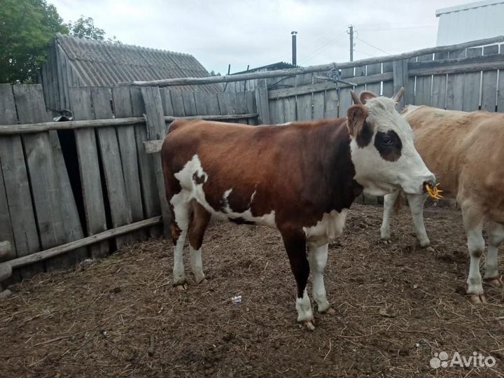Бычки телки сементал