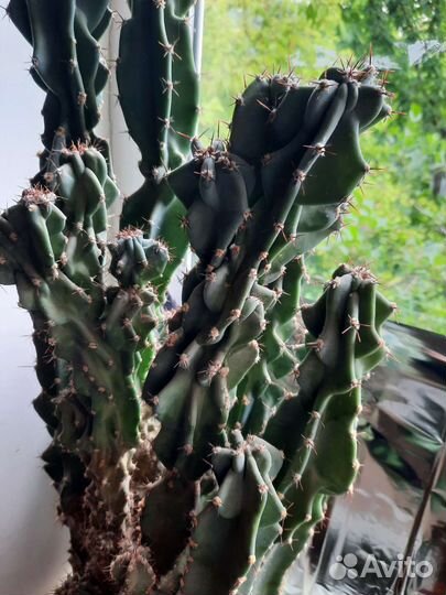 Огромный кактус, Крассула, цветы в офис