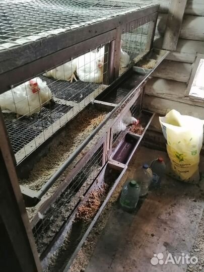 Клетки для броллеров