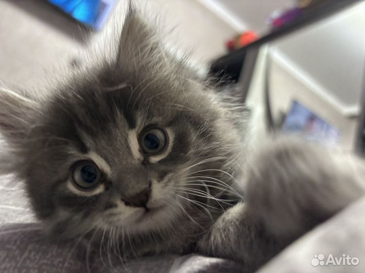 Кошечка 2 месяца