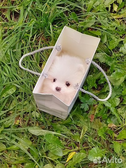 Щенки шпица