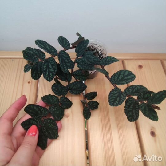 Пеллионии разные сорта