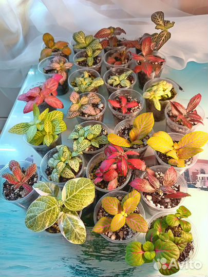 Фиттонии самые красивые сорта