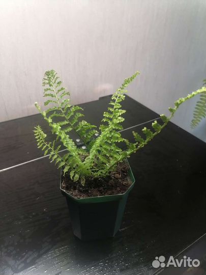 Папоротники ч.2