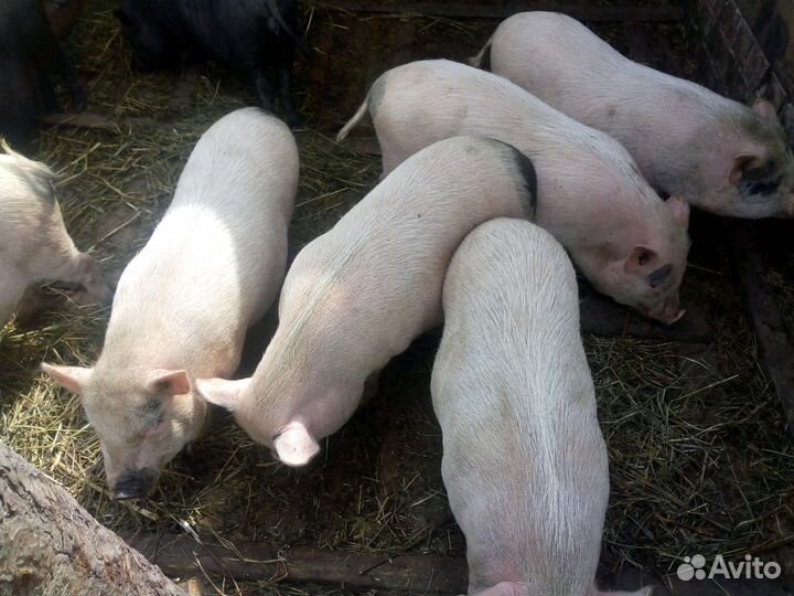 Вьетнамские вислобрюхие поросята