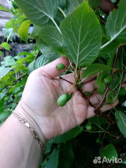 Саженцы актинидия аргута и коломикта 10 сортов