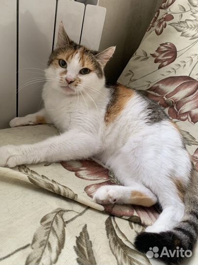 Кошечка в добрые ручки