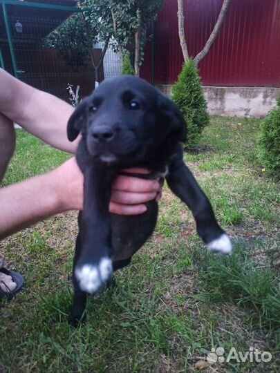 Щенки лабрадора
