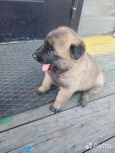 Бельгийская овчарка Малинуа