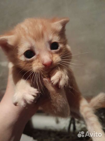 Кошка в дар бесплатно