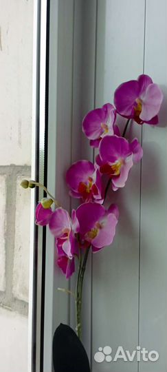 Орхидея фаленопсис искусстенная