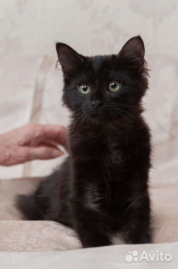 Котик в дар, котёнок