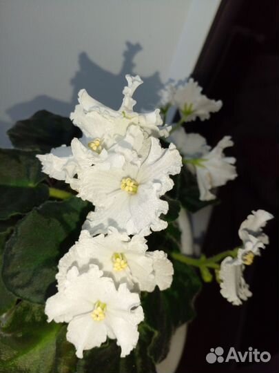 Фиалка в горшках