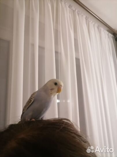 Волнистый попугай