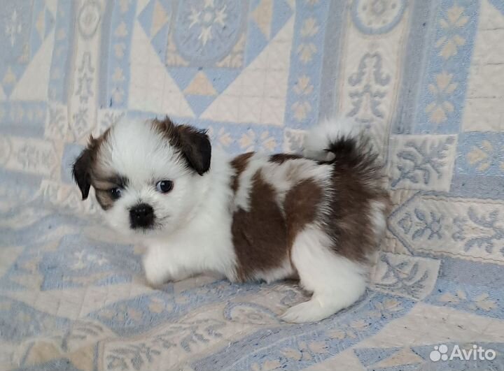 Ши-тцу щенки