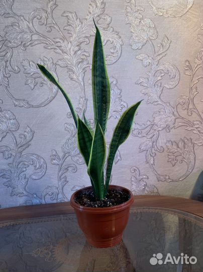 Сансевиерия