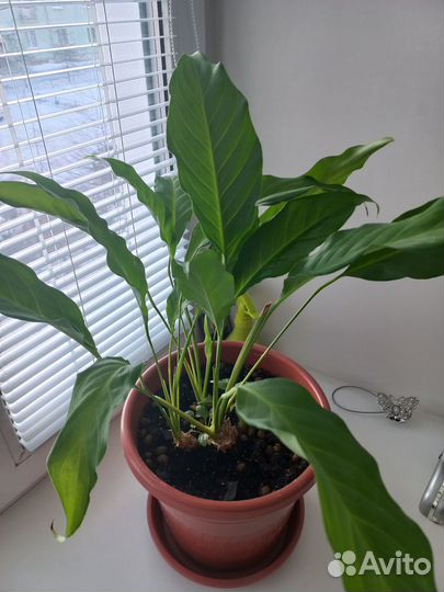 Комнатные растения цветущие