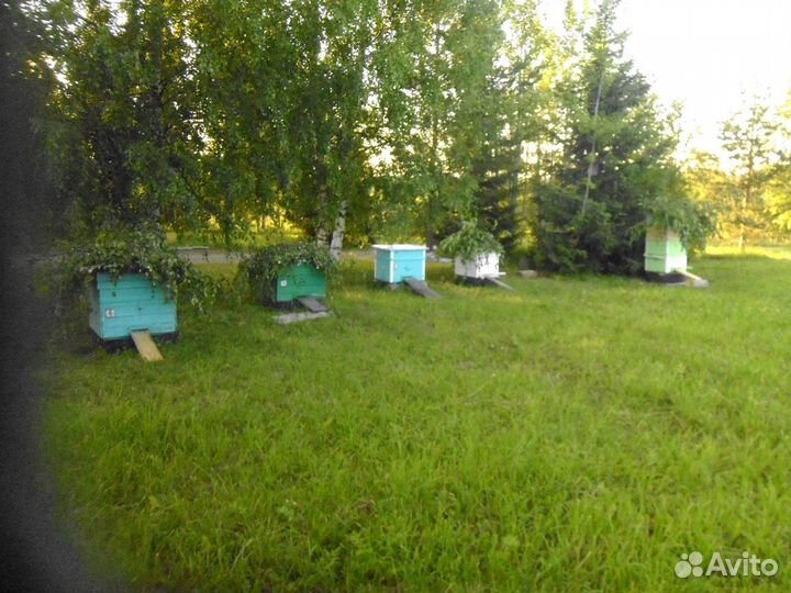 Пчелопакеты карника