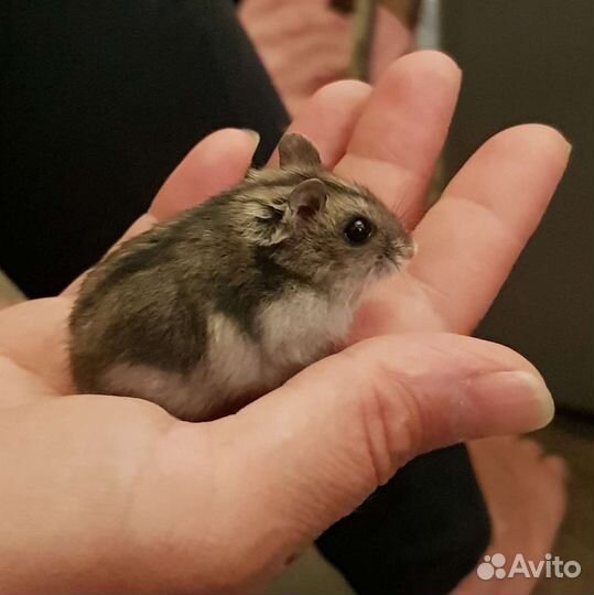 Джунгарский хомяк