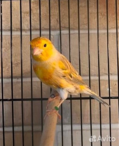 Кенара и канарейки