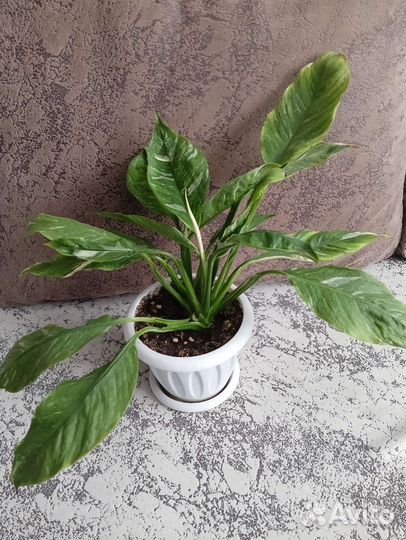 Спатифиллум домино