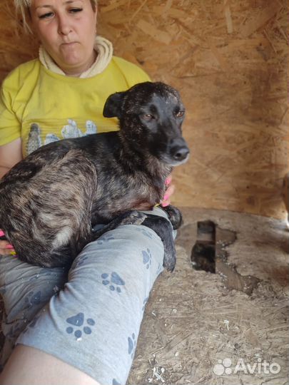Маленькая собака в дар