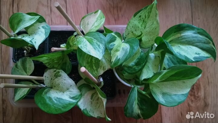 Эпипремнумы