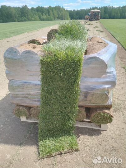 Укладка рулонного газона от производителя