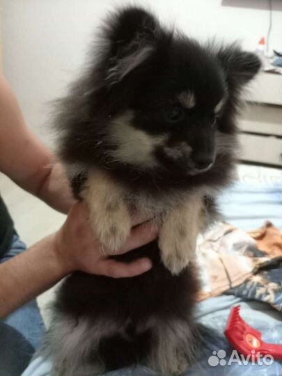 Щенки шпица мини