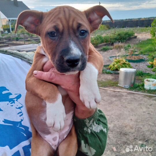 Девчонки ам стаффа