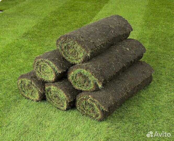 Рулонный газон - производство,доставка,укладка