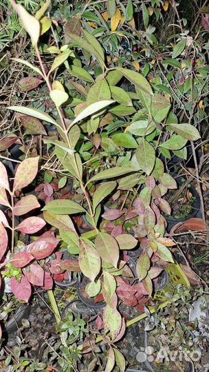 Гуава вечнозеленая морозостойкая