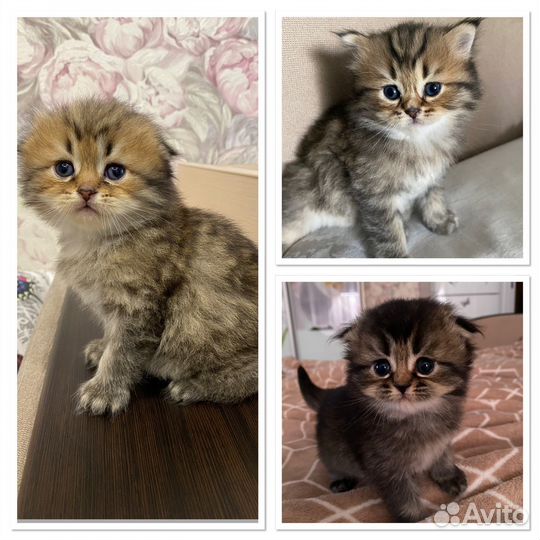Шотландские котята
