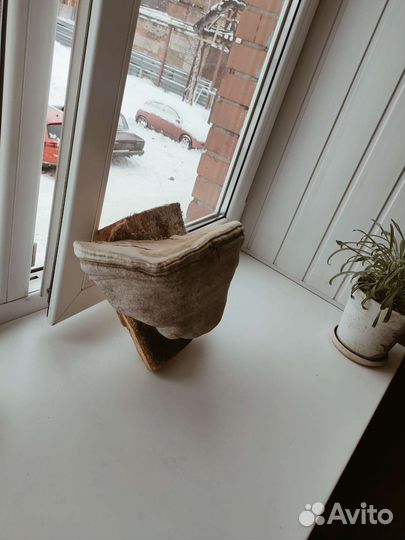 Гриб трутовик