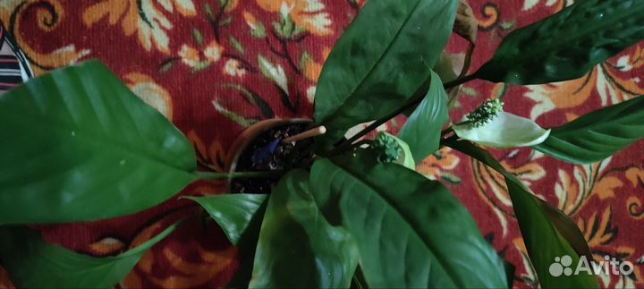 Спатифиллум