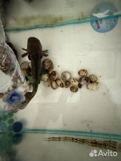 Аксолотль живой