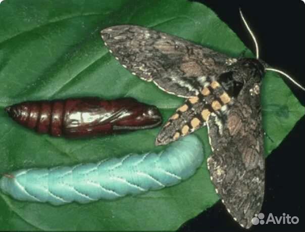 Табачный бражник