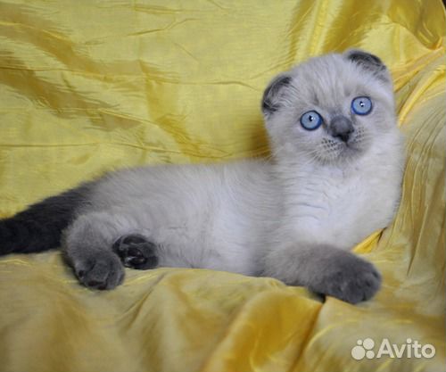 Блю поинт шотландский вислоухий котенок фото