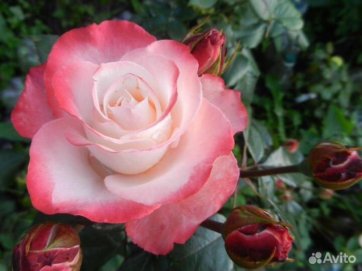 Саженцы роз в розницу и оптом, см. Описание