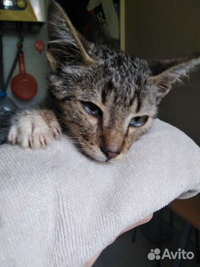 Котята сбор на лечение