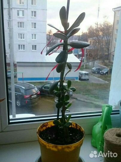 Растение толстянка