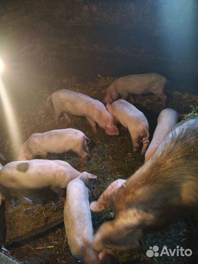 Поросята