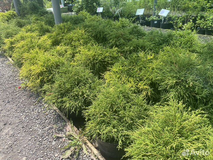 Кипарисовник горохоплодный филифера нана