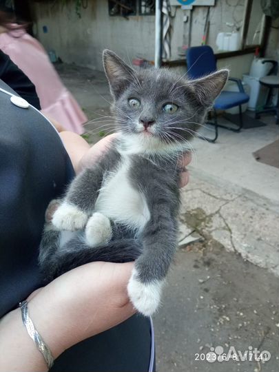 Котята в добрые руки москва