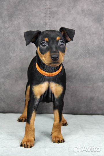 Цвергпинчер