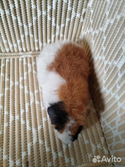 Морская свинка американский тедди