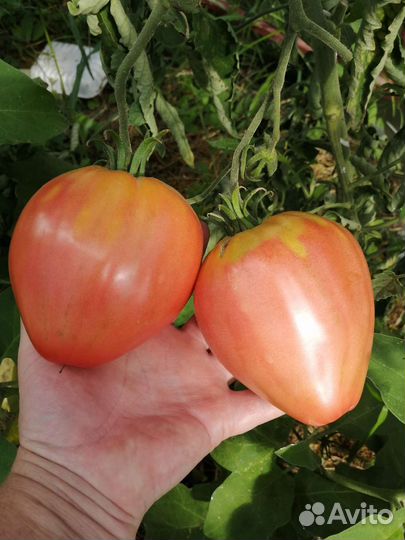 Семена сортовых помидор